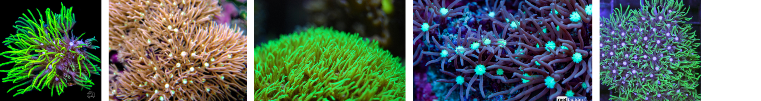 Green Star Polyps